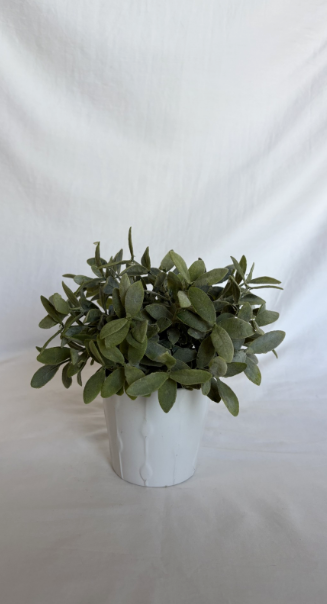 EUCALYPTUS INSPIRED PLANT WITH WHITE PLANTER