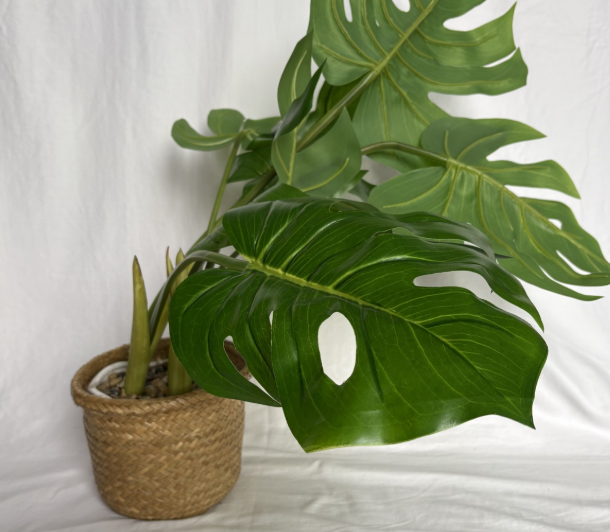 MONSTERA PLANT