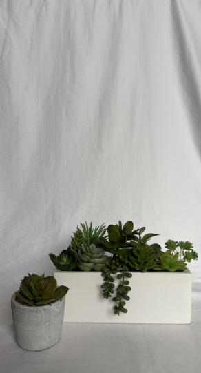 SUCCULENT SET