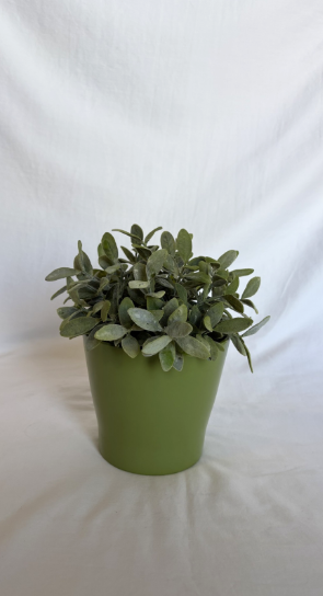 EUCALYPTUS IN GREEN