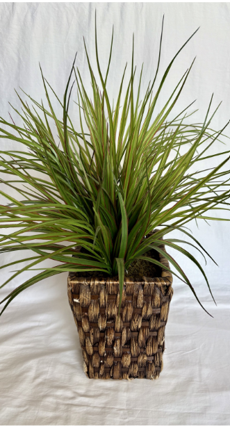 MEDIUM SIZE PLANT WITH RATTAN BASKET